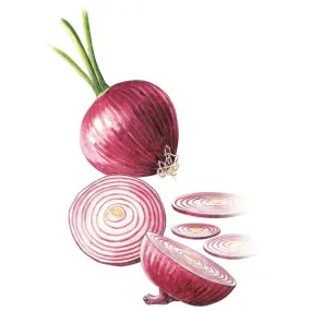 Red Amposta Bulb Onion Seed
