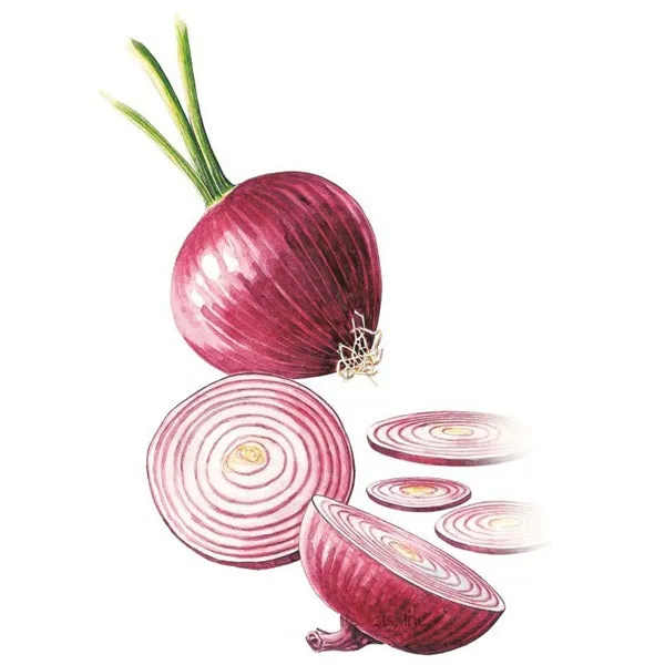 Red Amposta Bulb Onion Seed